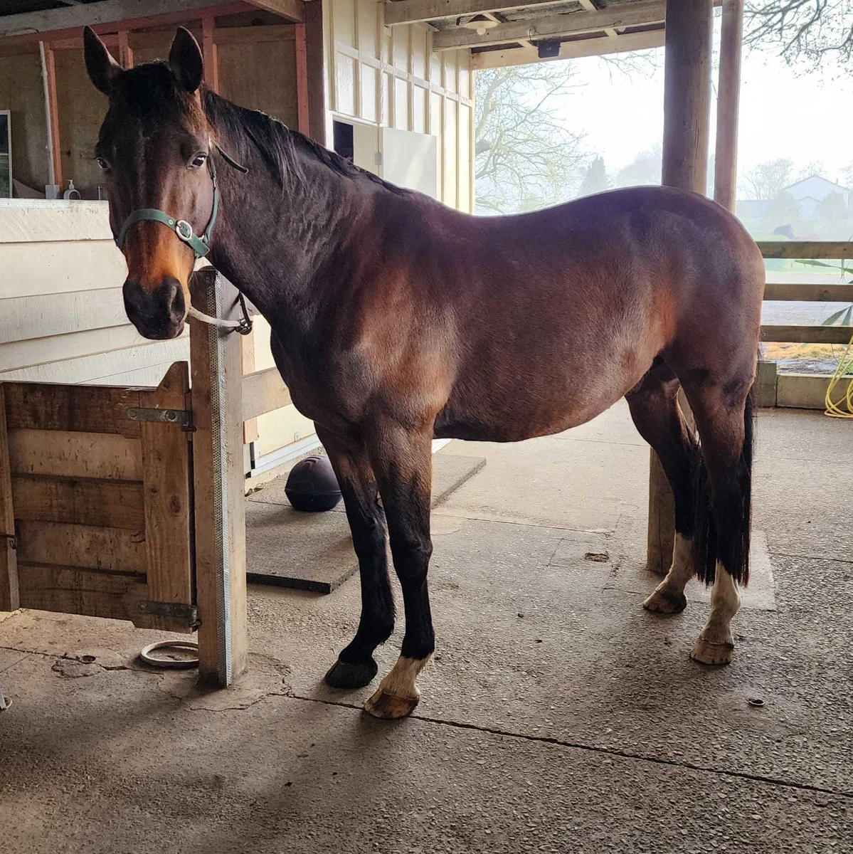 Forrest, a bay New Zealand Warmblood with white socks, standing in the stable wash bay
