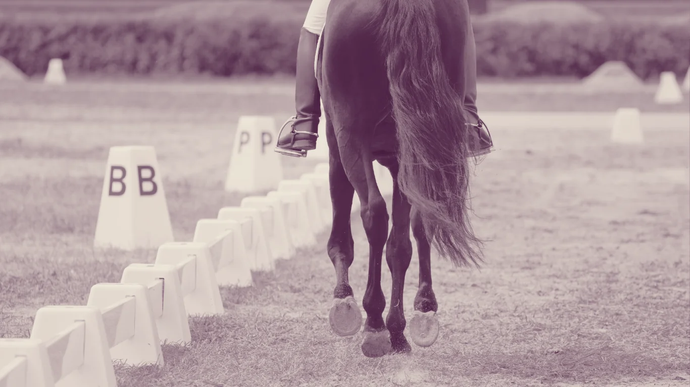 Horse from behind walking through dressage arena markers