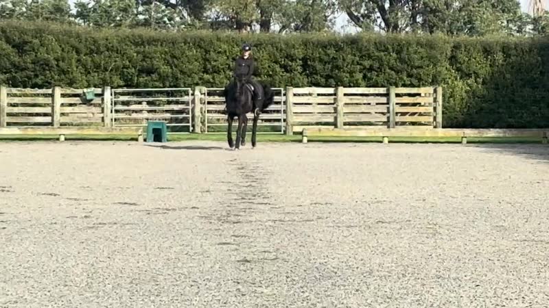 Horse and rider trotting down the centre line of a dressage arena, filmed from C